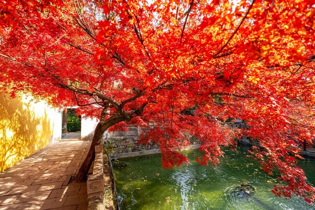常熟興福寺璀璨秋色：紅楓與古寺的完美交融