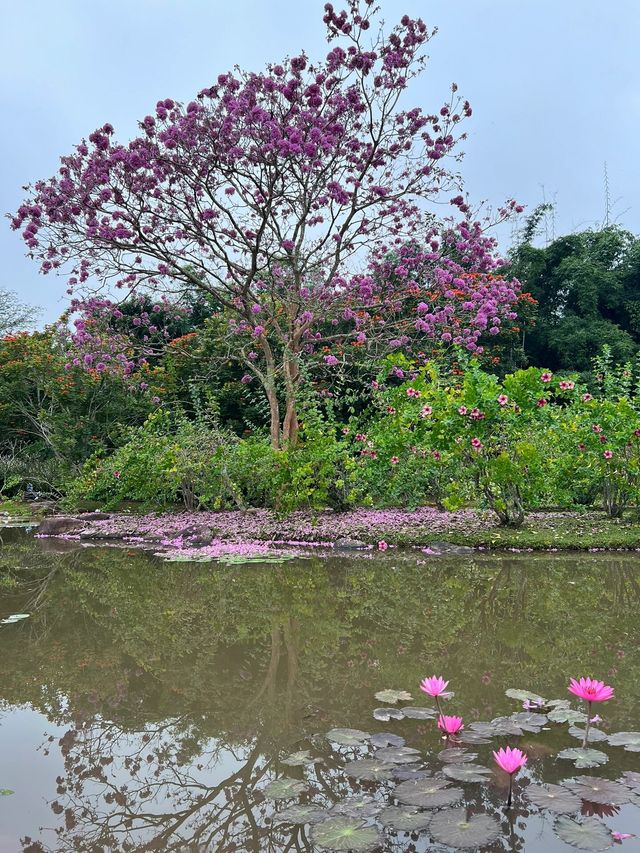 雲南西雙版納五天旅遊攻略