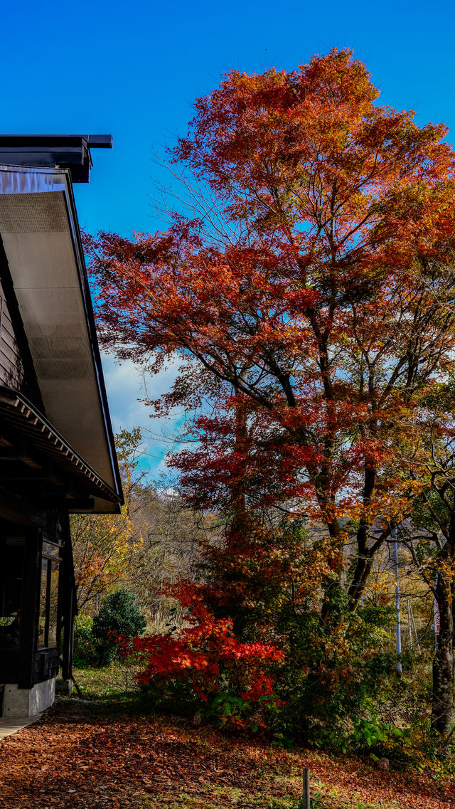 日本東北旅行之東鳴子溫泉百年旅館大沼，鳴子峽紅葉