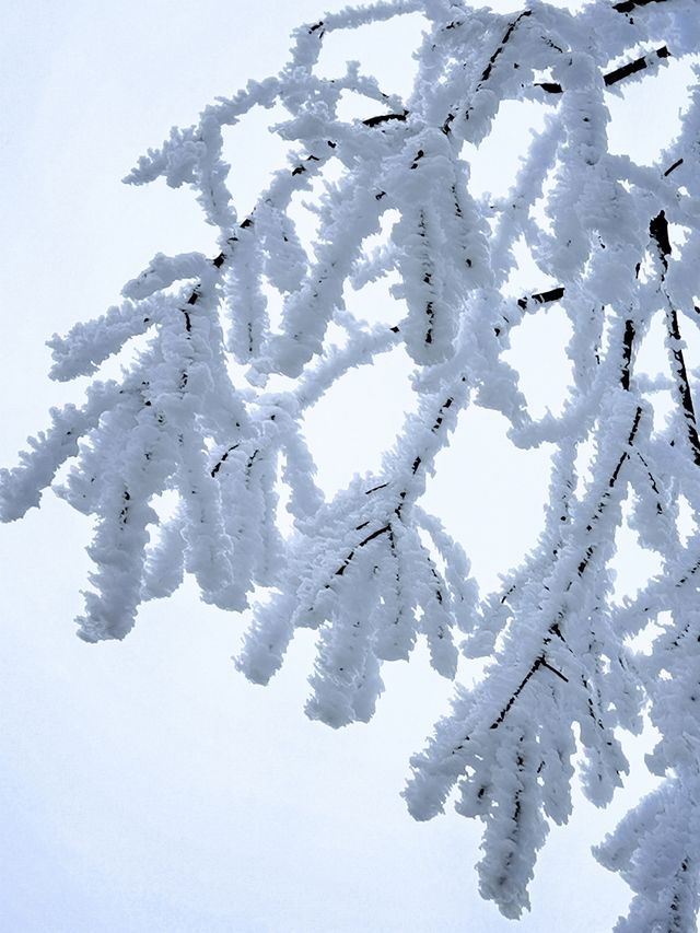 這個冬天總要去一次峨眉山看雪景吧