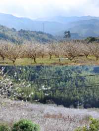 從化雞枕山的梅花盛花期快結束啦