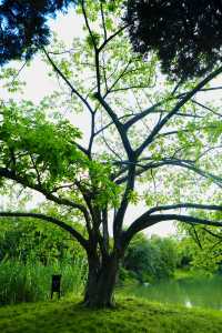 四川成都｜南郊公園｜逛城市中的桃花源