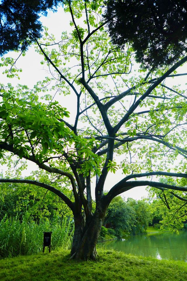 四川成都｜南郊公園｜逛城市中的桃花源