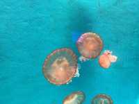 上海遛娃｜新開的水族館水母秀太絕了吧！！