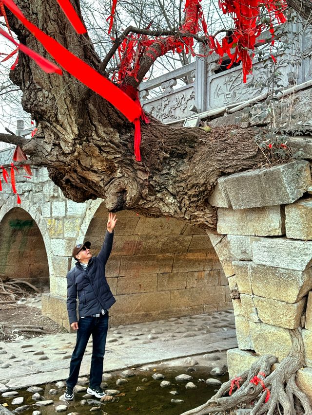 樹馱橋：橋樹交融，相依相伴300年，宿州一大奇觀