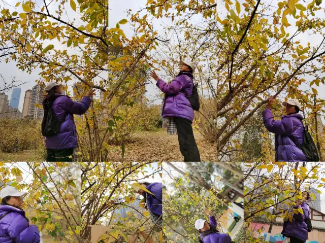 成都で子供を連れて蝋梅を見る宝の公園～塔子山公園が見つかりました