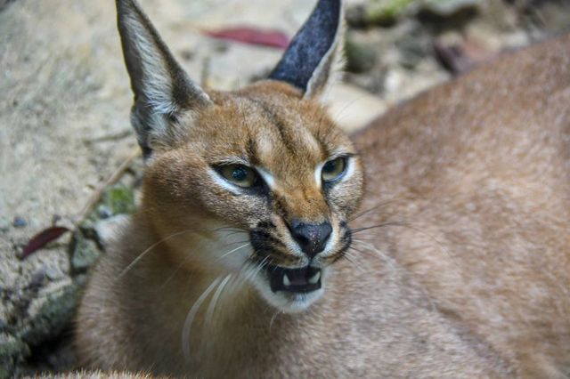 環全國系列138 上海動物園