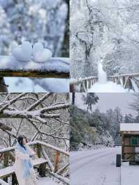 這裡不是東北，是雅安龍蒼溝｜成都2h雪國森林
