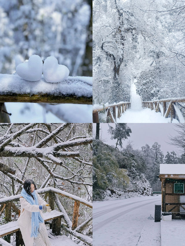 這裡不是東北，是雅安龍蒼溝｜成都2h雪國森林