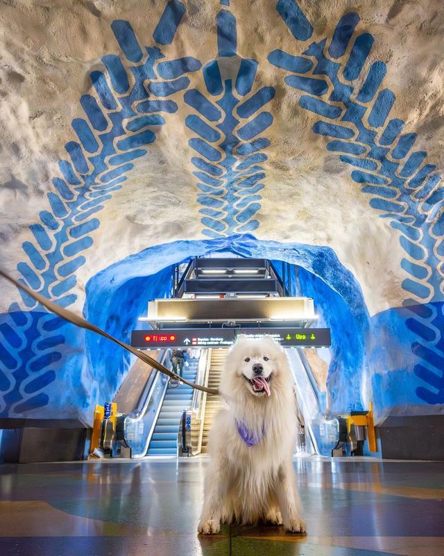 😍🇸🇪 Have you ever seen such vibrant metro stations before? Share your favorite city for unique urban art experiences! 🌍✨