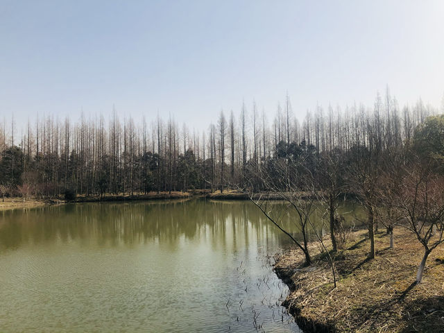 來崇明千萬不能錯過的東平森林公園