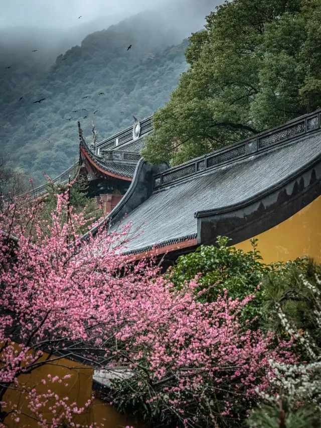 “踏雨尋梅，逢雨聽禪”丨靈隱寺