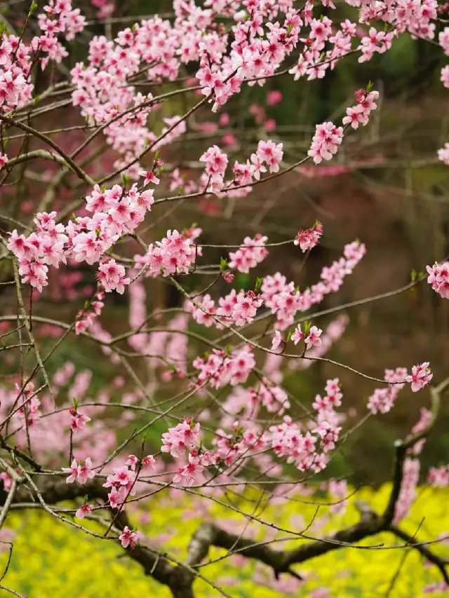The Humanities of Chongqing | How many Peach Blossom Springs do you have in your heart?