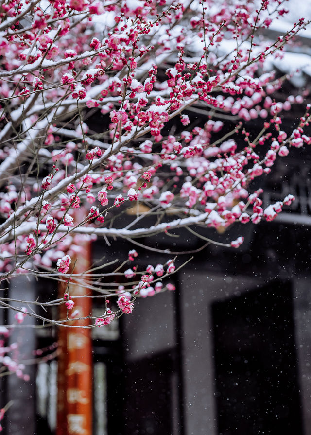 揚州｜雪後大明寺，驚鴻一瞥美若仙境