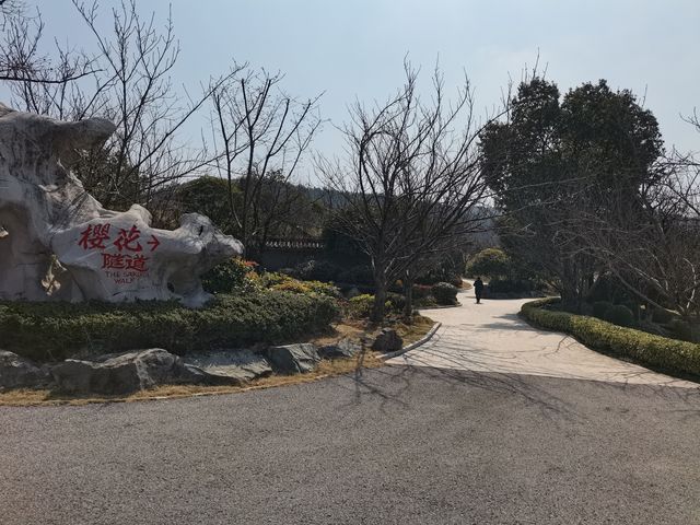 南京空氣好，景色好！銀杏湖如畫春天