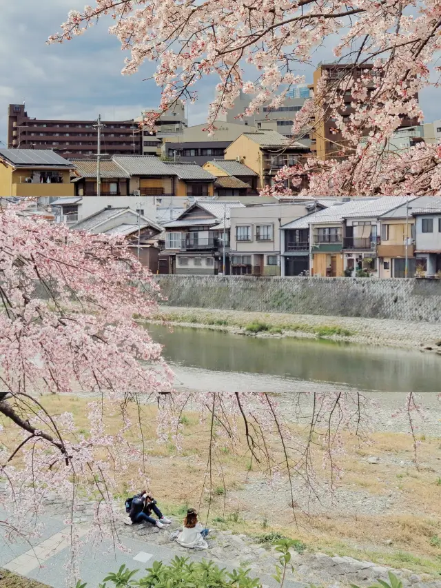 人混みを避けよう！京都のマイナーな桜の名所5選、人が少なく景色が美しい