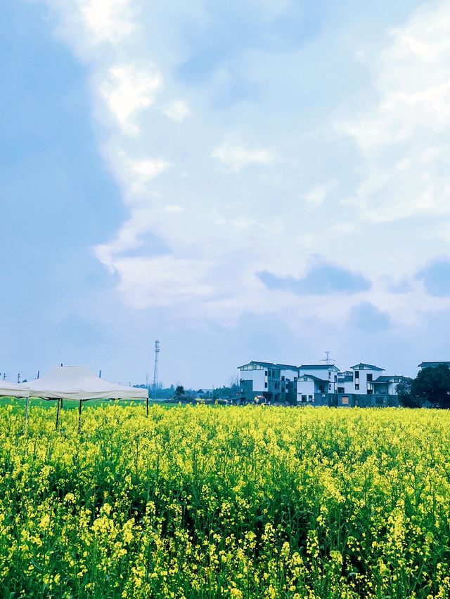 春遊記 | 四川小婺源的油菜花太美了