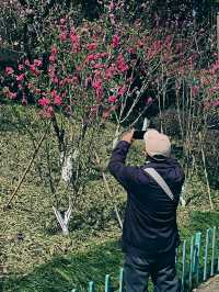 烏山風景區，賞花好去處