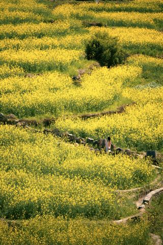No need to go to Wuyuan to squeeze in the crowds, the rapeseed flowers here are super nice to take pictures of