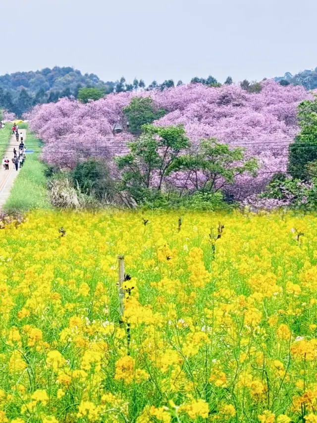 絶美な花海 桜と菜の花の奇跡の出会い、ロマンチックな春の日を探索しに来てください！