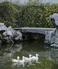 南京|這幾天的瞻園，滿園春色根本關不住