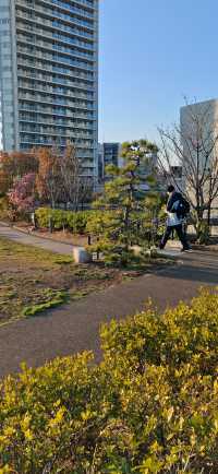 【春日尋芳】東京也有小桃花，寫意入畫天幕上：）