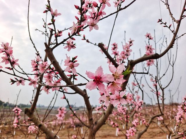 自貢市龍潭鎮中壩村景色