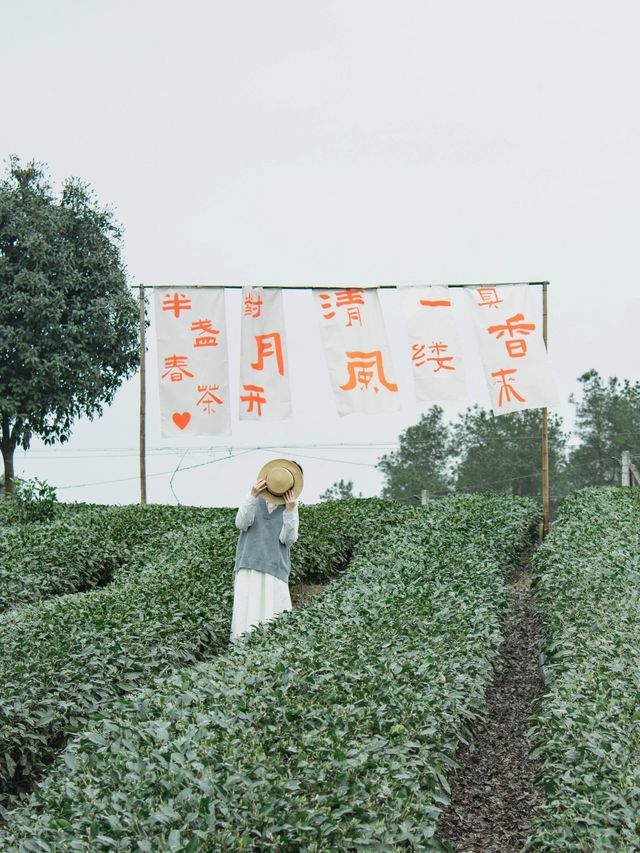 成都周邊｜太愛這個茶園裡開滿櫻花的文藝村