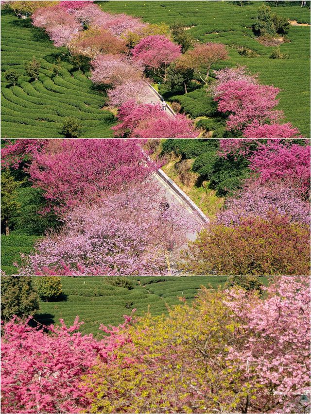 福建藏在漫畫裡的櫻花園