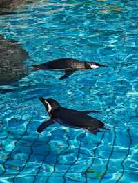 上海野生動物園一日遊