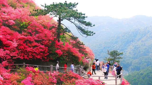 相約木蘭雲霧山 春意漫山看杜鵑