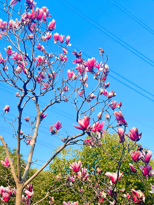 很受歡迎的小眾花園| 真如公園