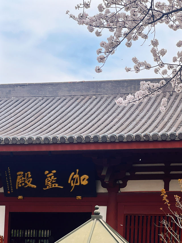 春日宜祈福，還被古寺櫻花雨美翻啦