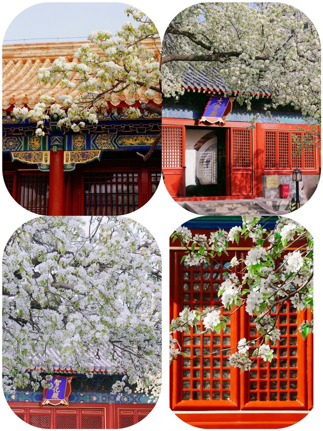 北京智化寺的梨花已盛開，附攻略！
