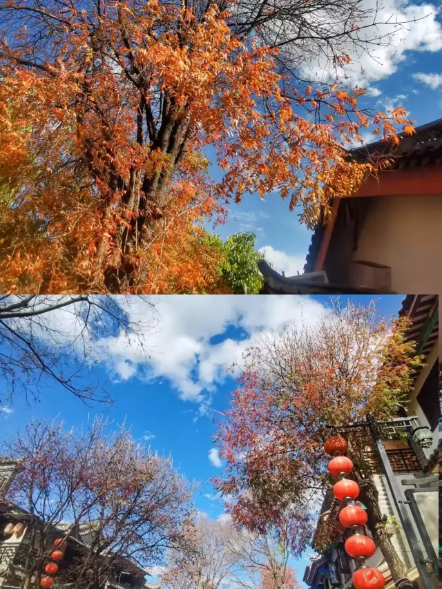 雲南｜這一次江南的風吹到了楚雄