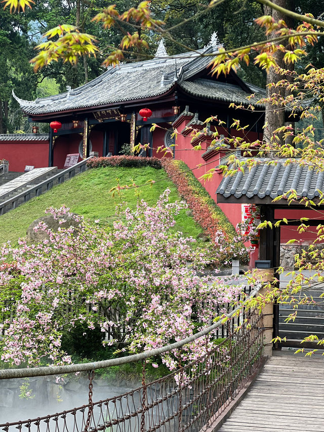 成都周邊，遊千年禪寺，賞萬畝茶園