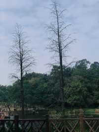 大夫山森林公園