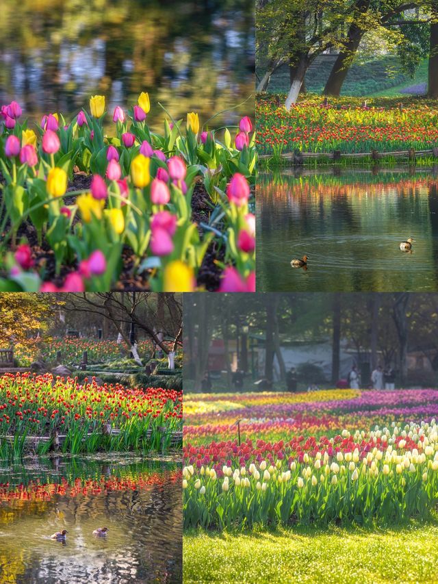 春天的太子灣公園，將美成一幅油畫