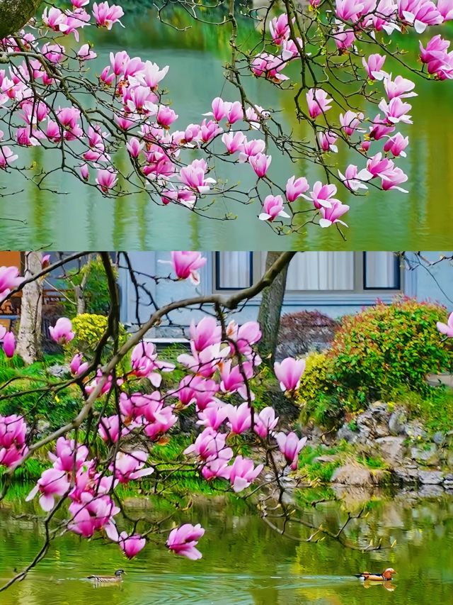 來到了這裡，讓我看到了杭州西湖的春天到底有多美