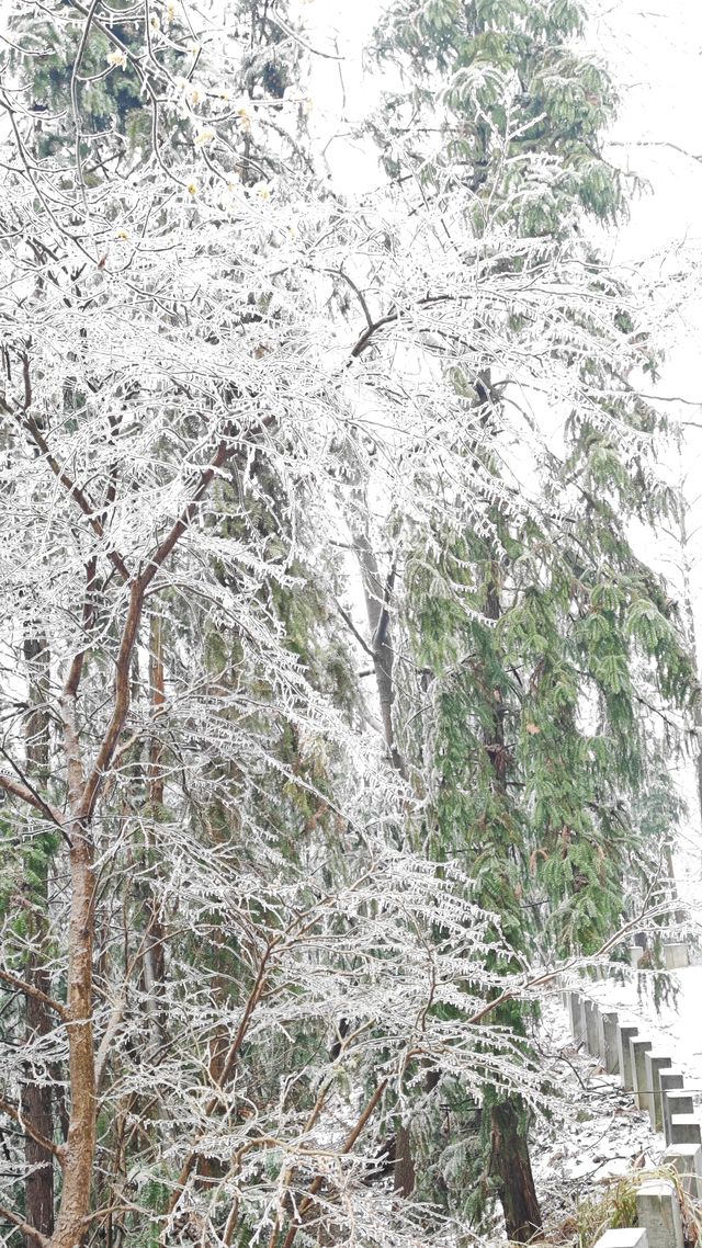 最美雪景｜春天冻雨覆蓋下的東林寺淨土苑