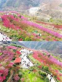 西安周邊-賞花好去處