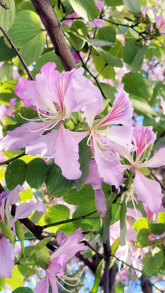 浪漫花海｜紫荆花開芳華濃 想和你一起邂逅浪漫三月