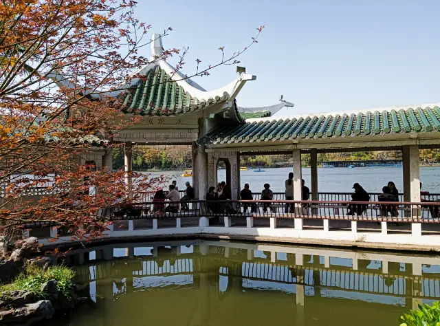 この春、上海の長風公園で花を楽しもう