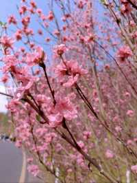 趁春日去賞花樂山綠心公園桃花已開