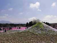 富士山下的芝樱節