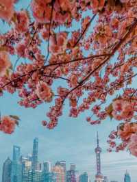 Cherry Blossoms surrounding North Bund 🇨🇳