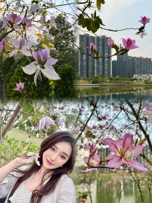 都市公園｜ロマンチックな花の都、凤凰湖の4月限定の紫荆花、誰もが褒め称える
