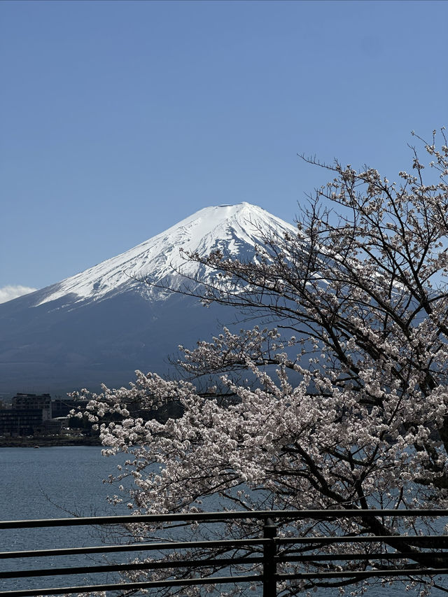 快看！富士山的櫻花才剛開 | 富士山賞櫻攻略