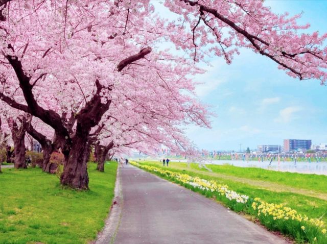 Tenshochi Hanami Sakura Celebration