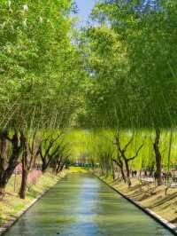 紫竹院，一個極具生命力的公園！